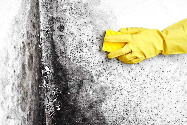 Best Fast Mold Removal  in Hillandale, MD