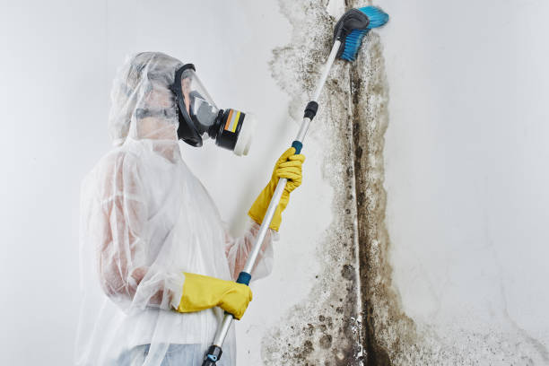 Best Black Mold Removal  in Hillandale, MD