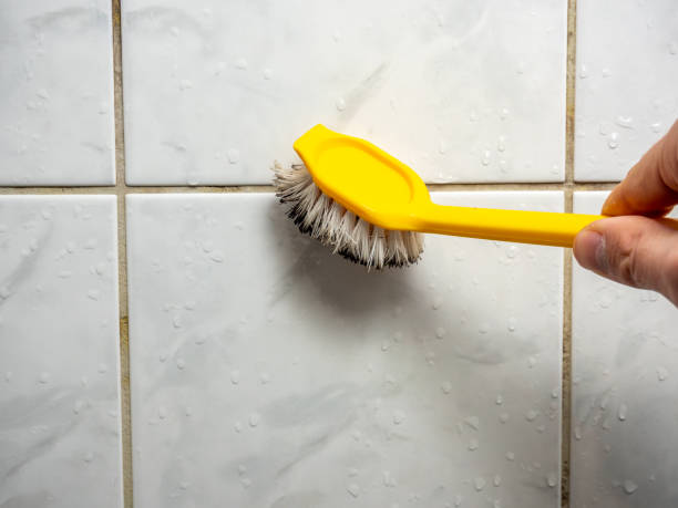 Best Local Mold Removal Service  in Hillandale, MD