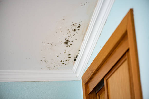 Best Professional Mold Removal  in Hillandale, MD