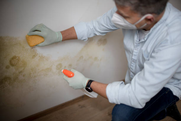 Best Home Mold Removal  in Hillandale, MD