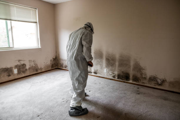 Best Office Mold Removal Services  in Hillandale, MD