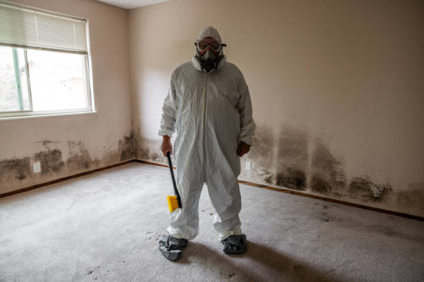 Best Mold Removal Specialists  in Hillandale, MD